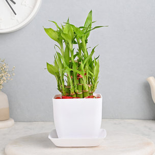 2 Layer Bamboo Plant Online in White Vase